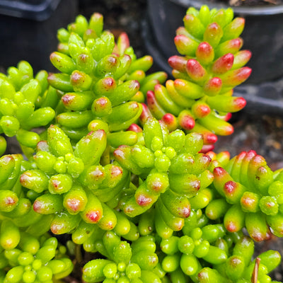 Sedum rubrotinctum