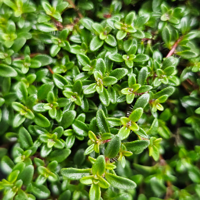 Thymus serpyllum | Coccineus
