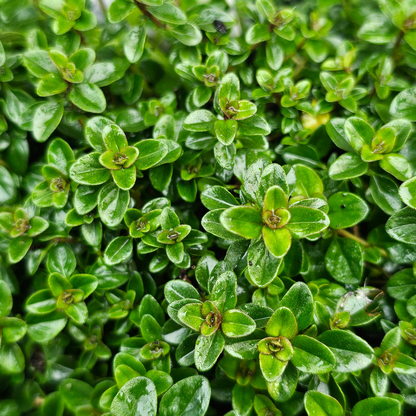 Thymus nummularius | Pizza Thyme