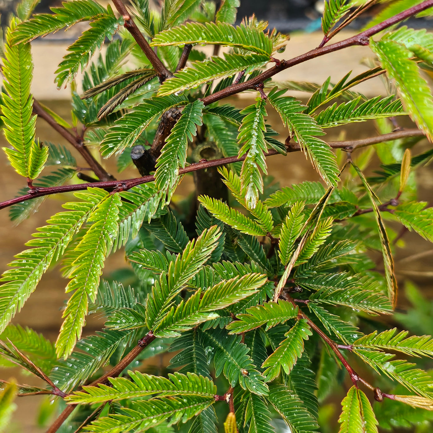 Calliandra | Blushing Pixie