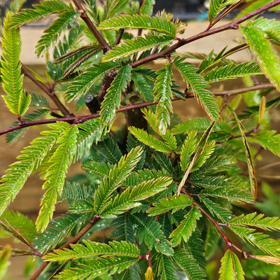 Calliandra | Blushing Pixie