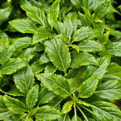 Trachelium caeruleum | Lake Michigan White