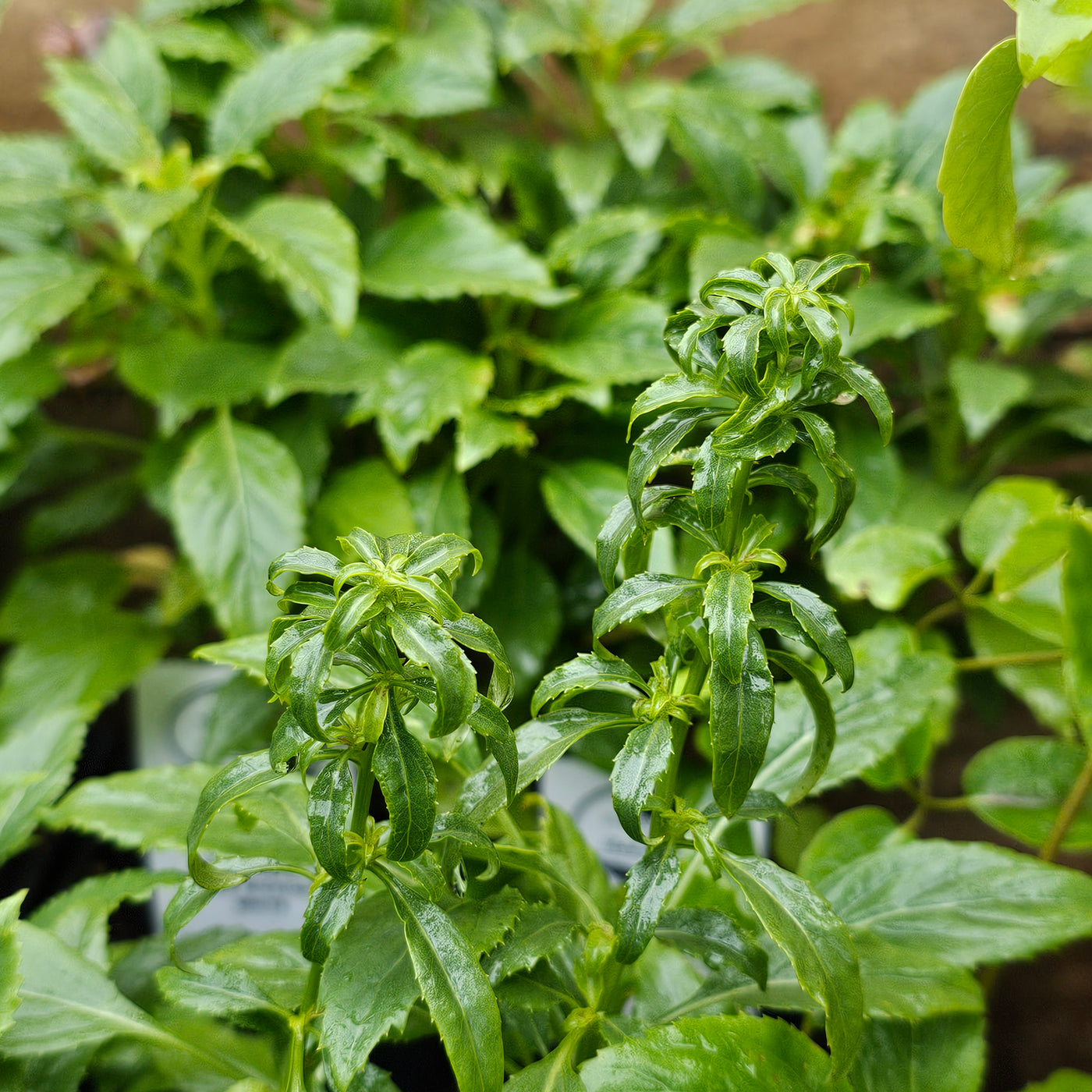 Trachelium caeruleum | Lake Michigan White