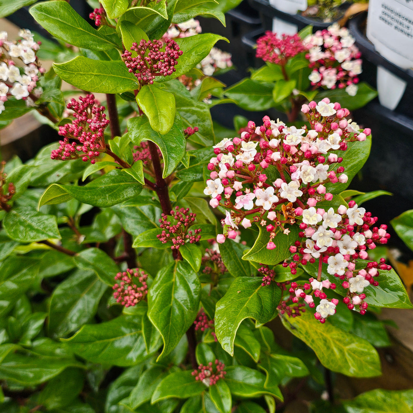 Viburnum tinus | Eve Price