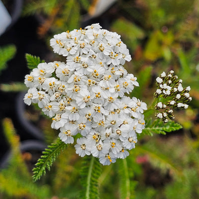 Achillea millefolium | White