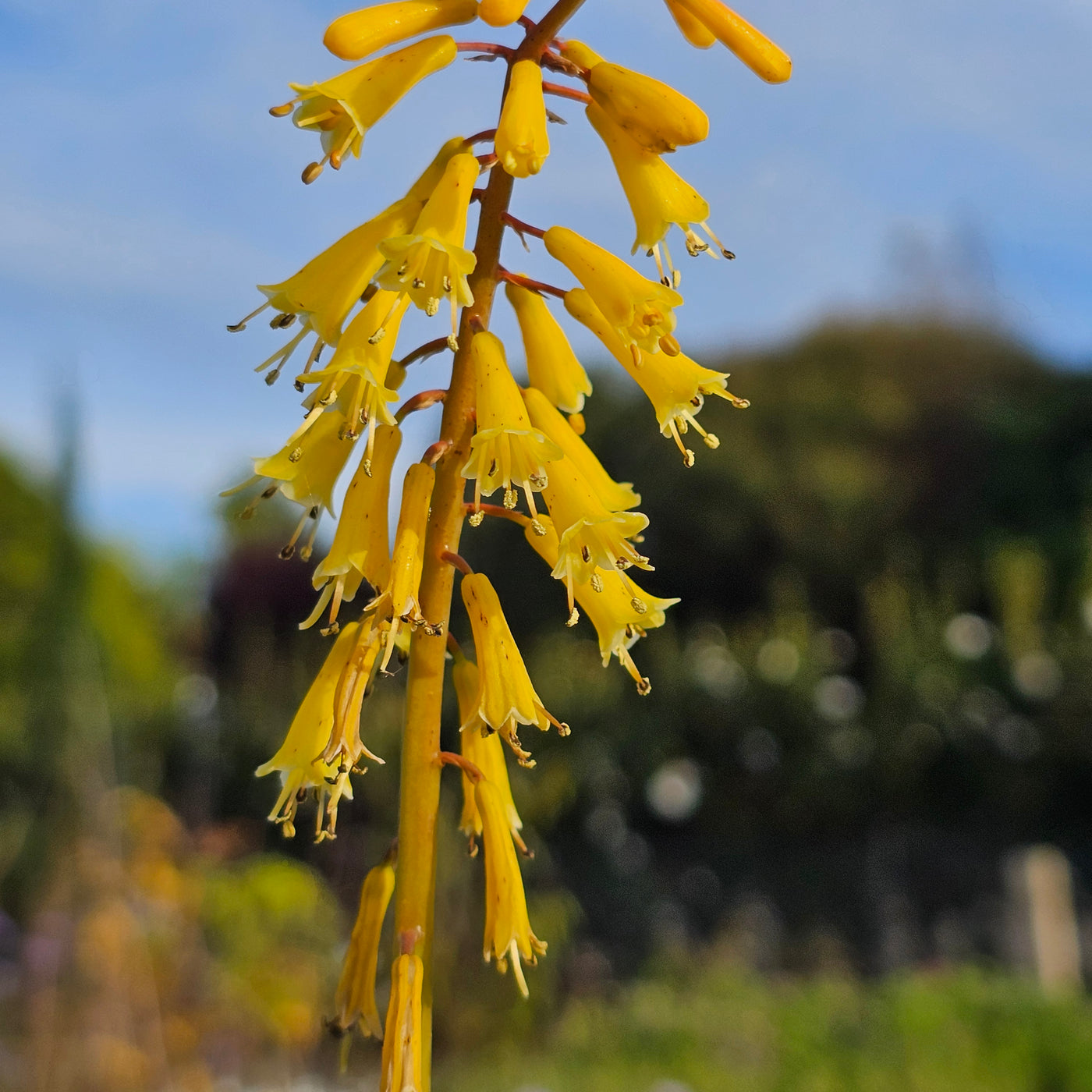 Kniphofia pauciflora