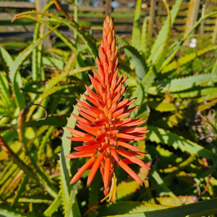 aloe vera plant nz Aloe vera – Addenbrooke