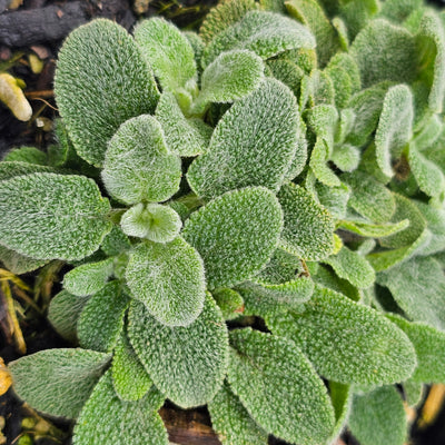 Stachys byzantina | Silver Carpet