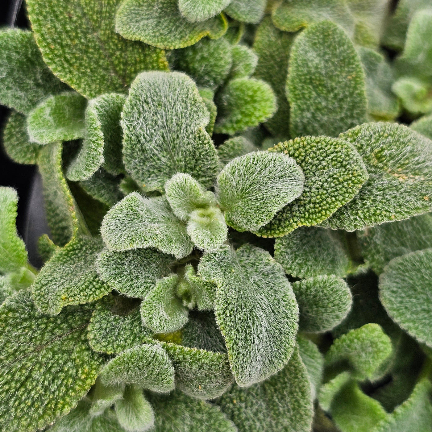 Stachys byzantina | Silver Carpet
