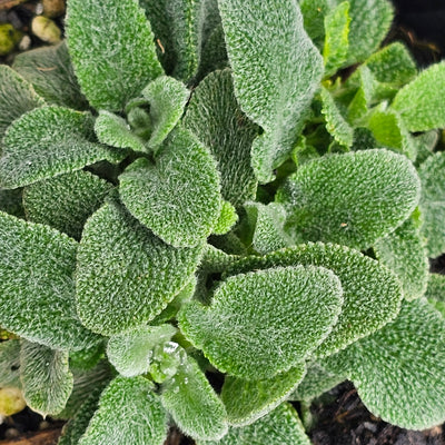 Stachys byzantina | Silver Carpet