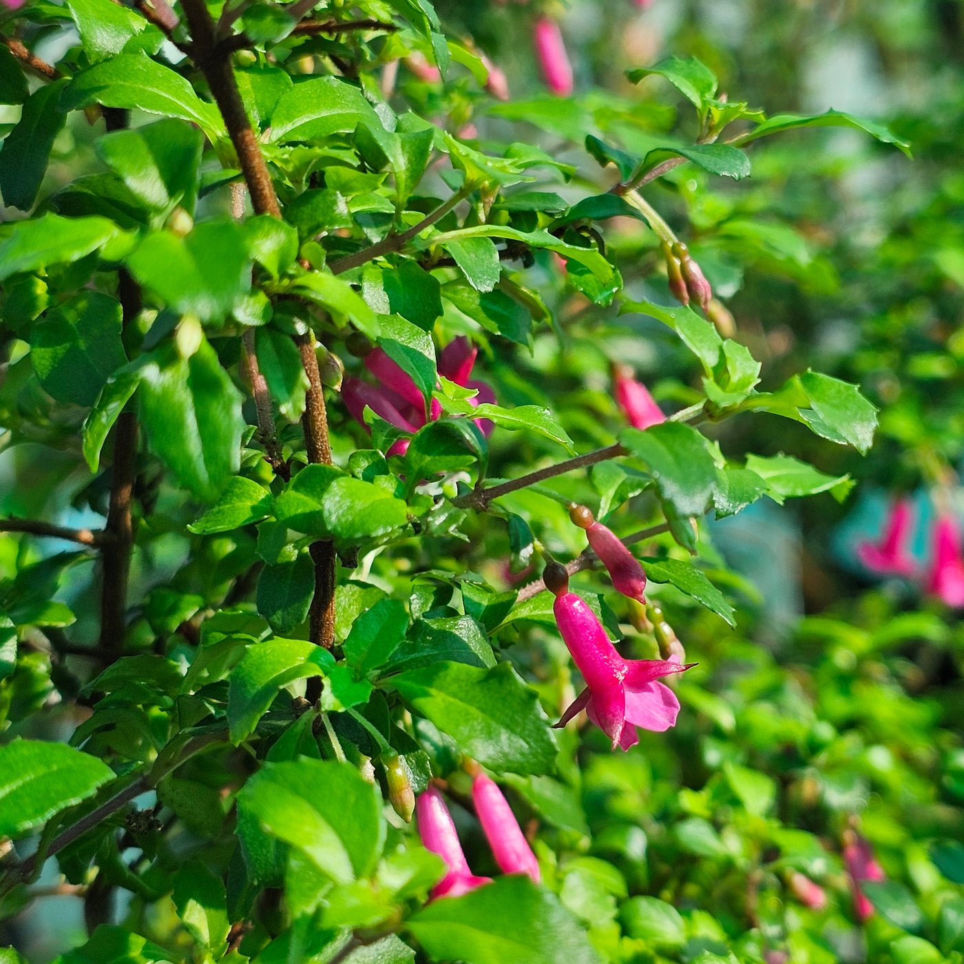 Fuchsia | Lottie Hobby