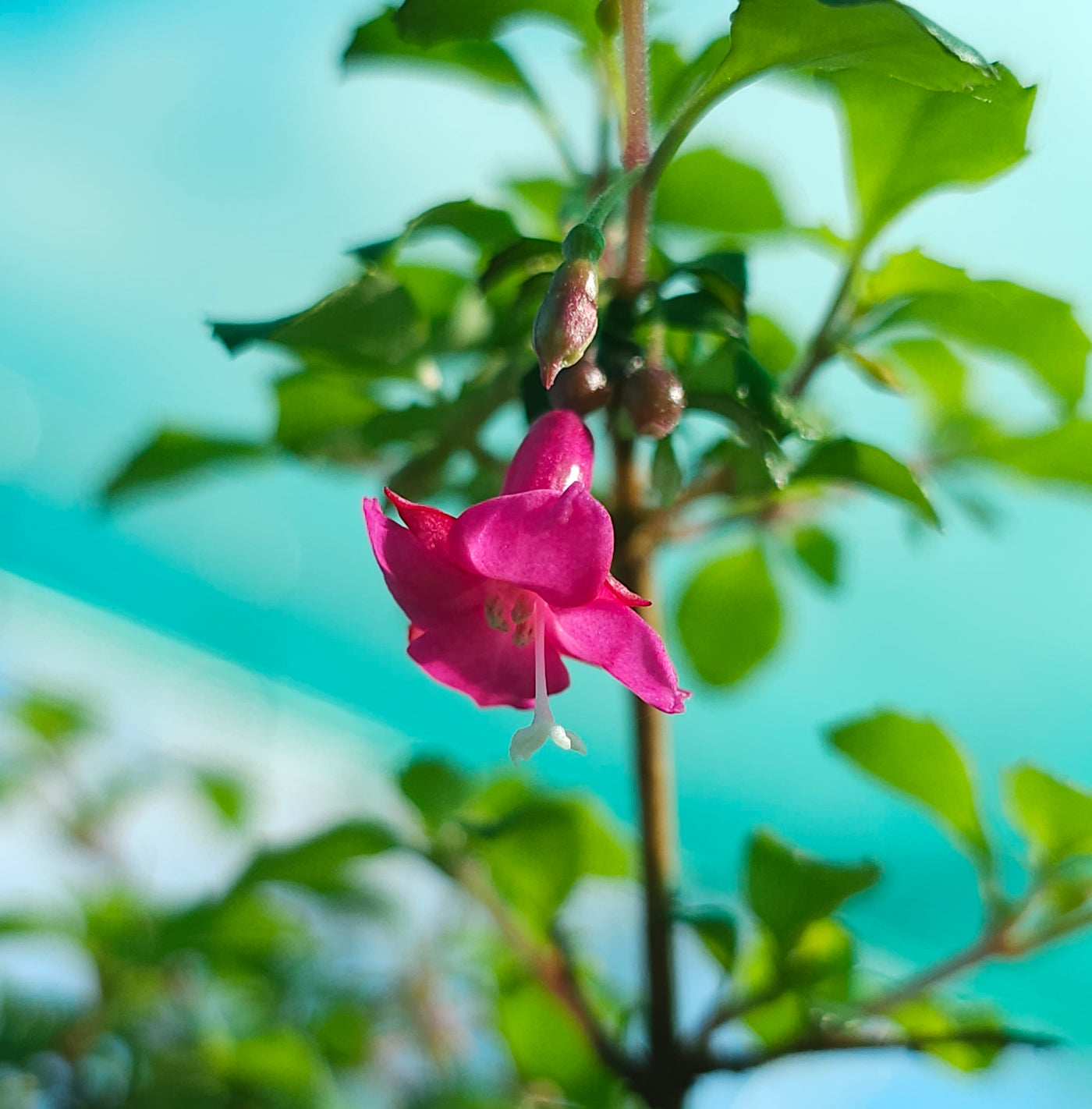 Fuchsia | Lottie Hobby