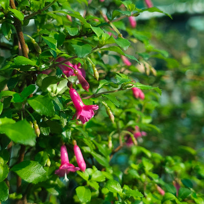 Fuchsia | Lottie Hobby