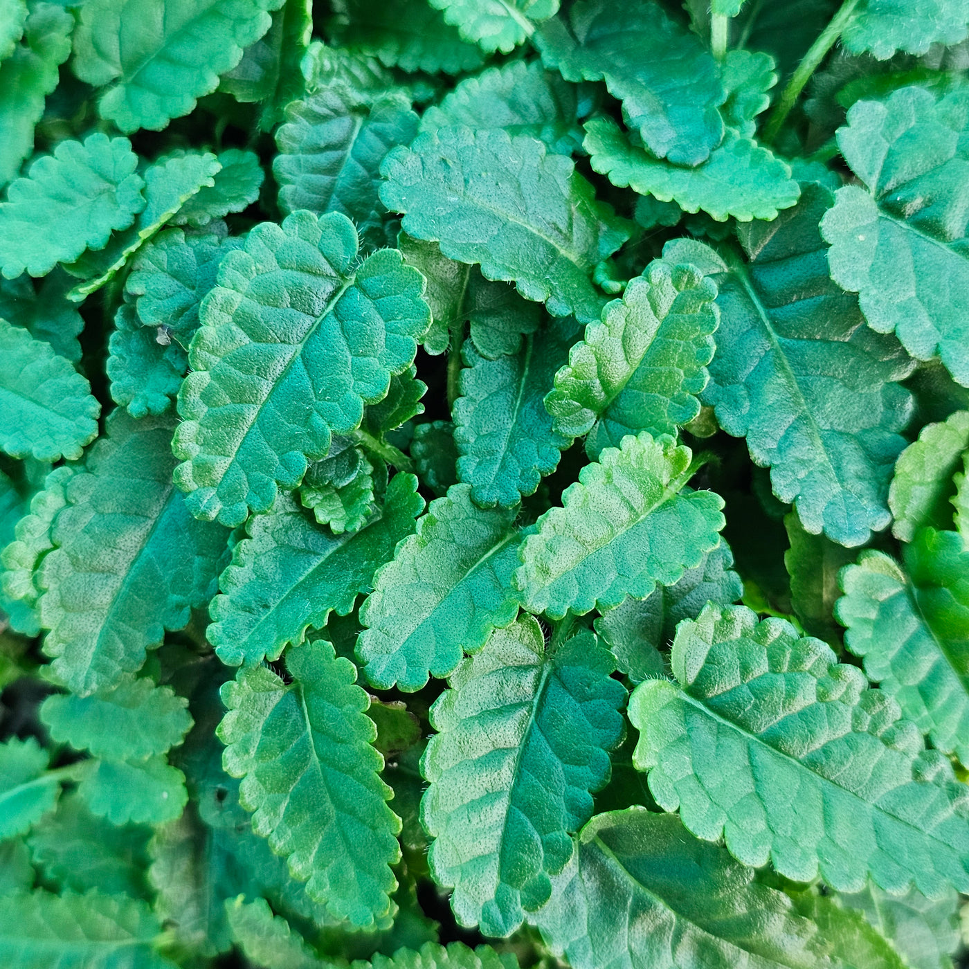 Stachys officinalis | Pink | Cotton Candy