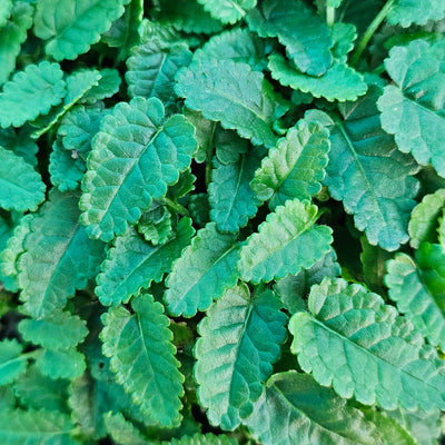 Stachys officinalis | Pink | Cotton Candy