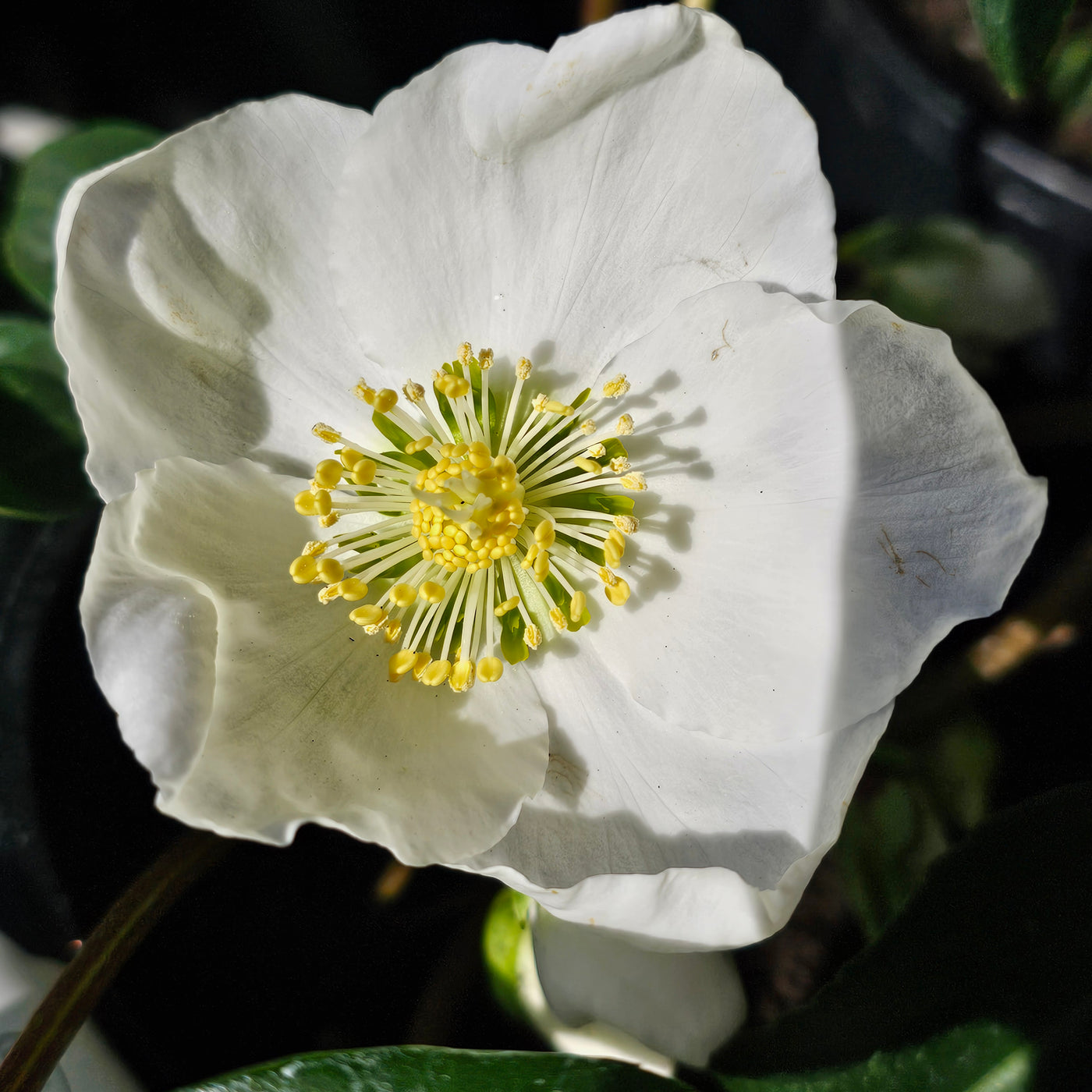 Helleborus niger | White Magic