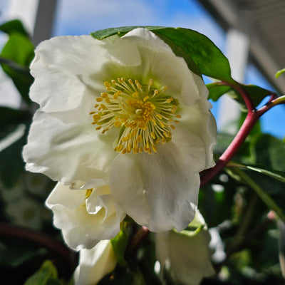 Helleborus niger | White Magic
