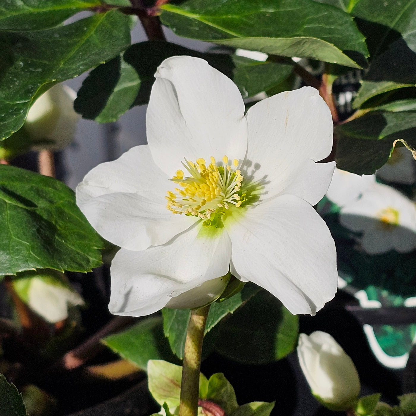 Helleborus niger | White Magic