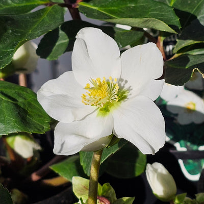 Helleborus niger | White Magic