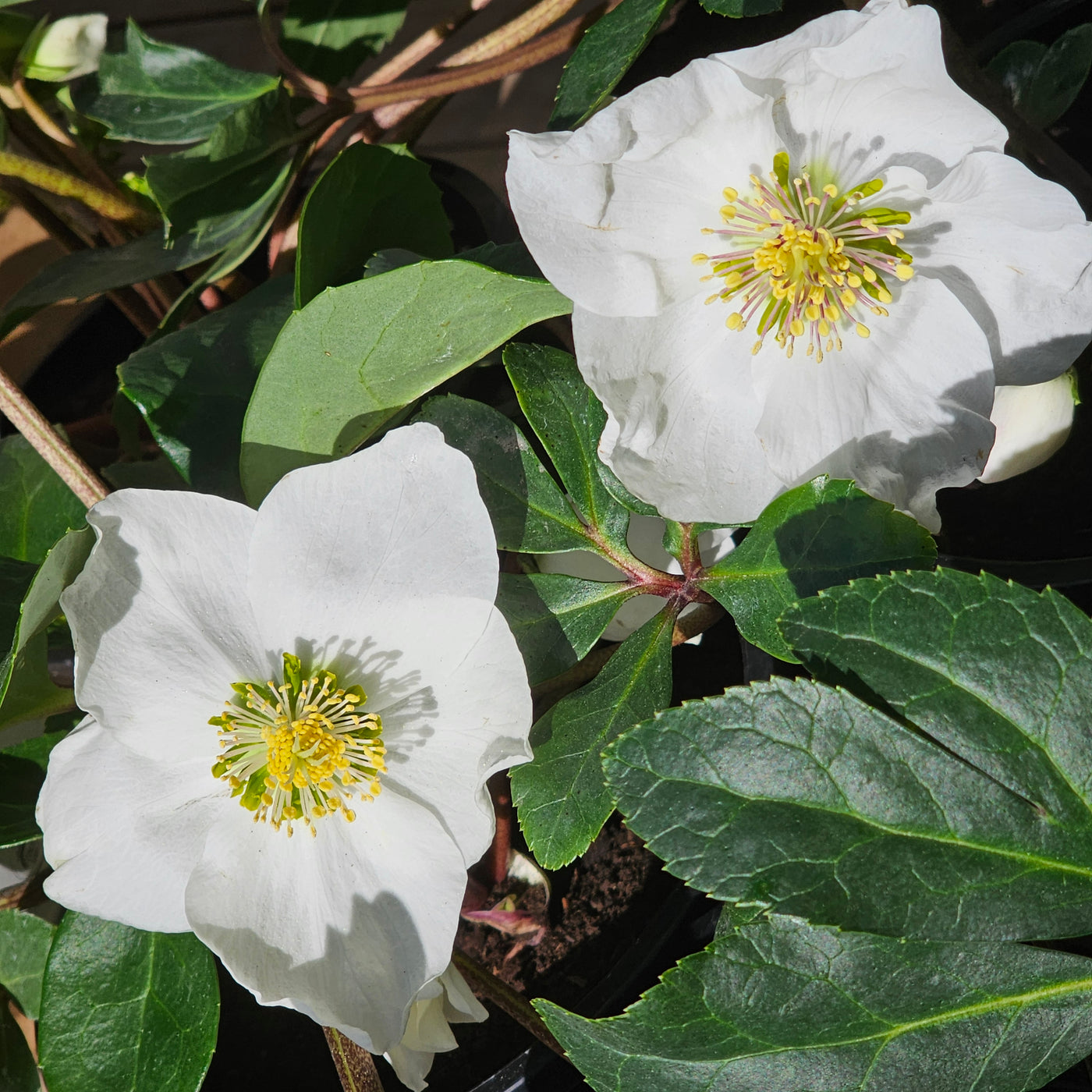 Helleborus niger | White Magic
