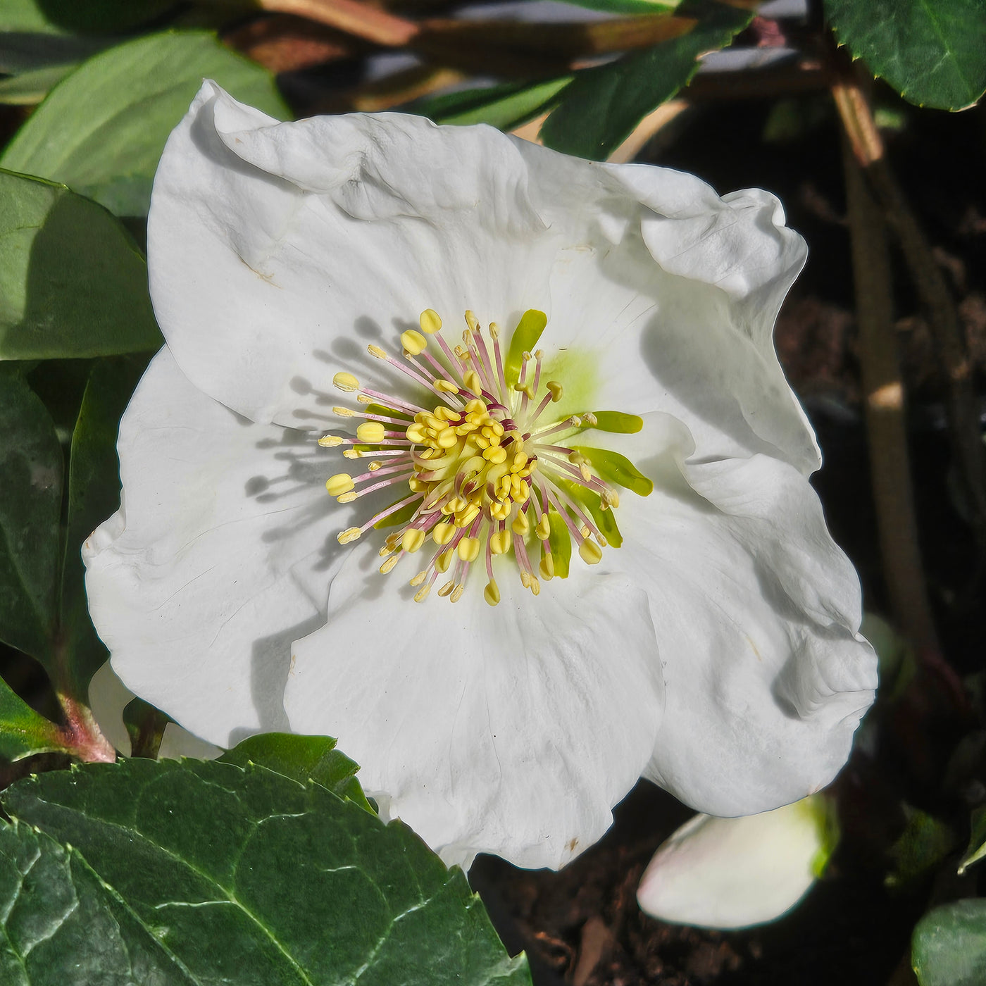 Helleborus niger | White Magic