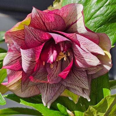Helleborus x hybridus | Double Hybrid | Pink Shades