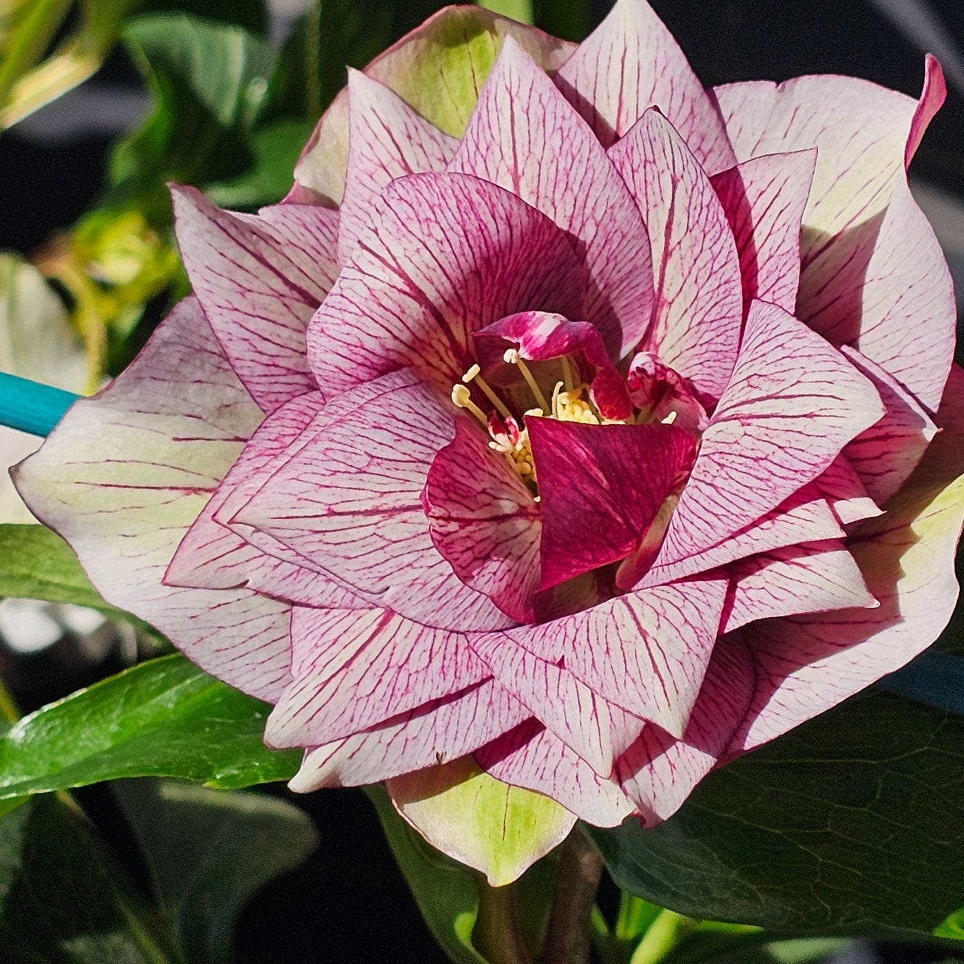 Helleborus x hybridus | Double Hybrid | Pink Shades
