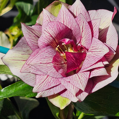 Helleborus x hybridus | Double Hybrid | Pink Shades