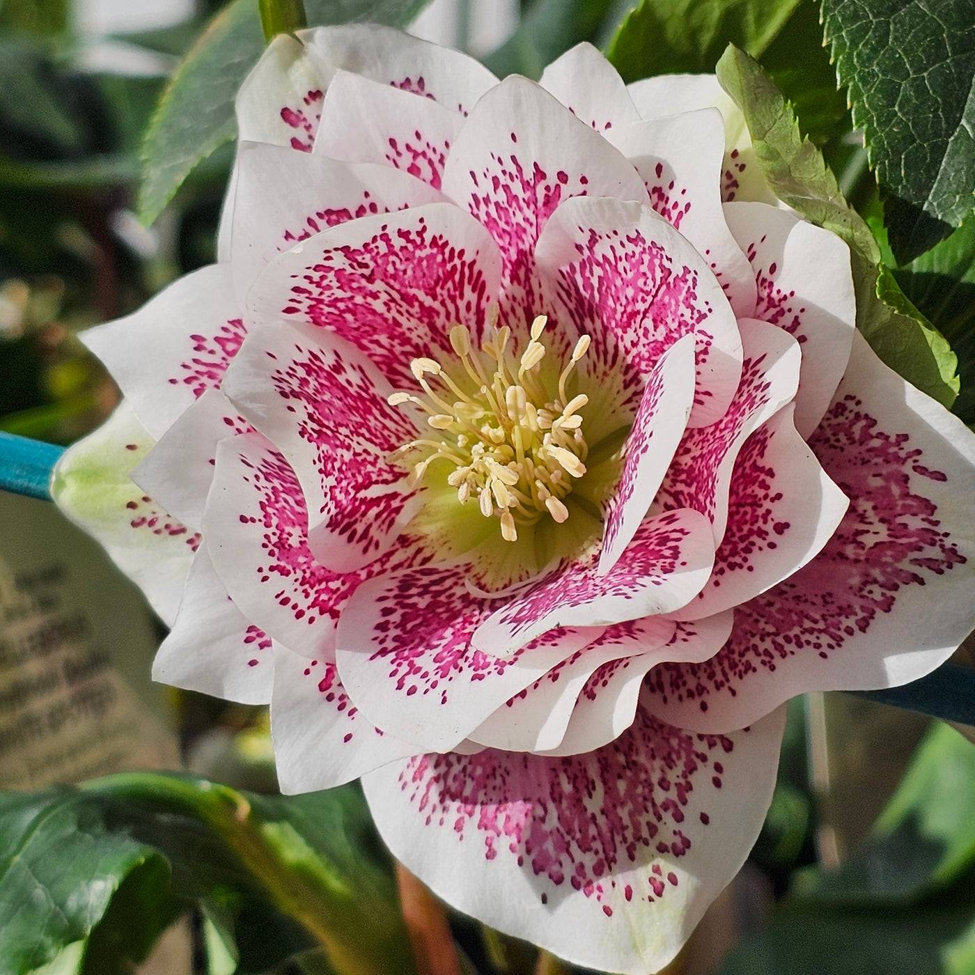 Helleborus x hybridus | Double Hybrid | Spotted White