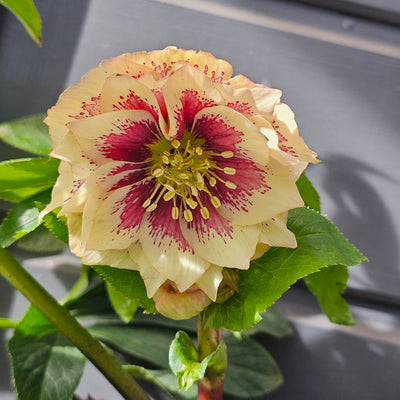 Helleborus x hybridus | Double Hybrid | Apricot