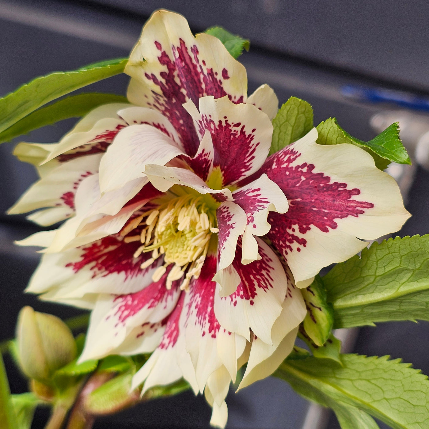 Helleborus x hybridus | Double Hybrid | Spotted Yellow