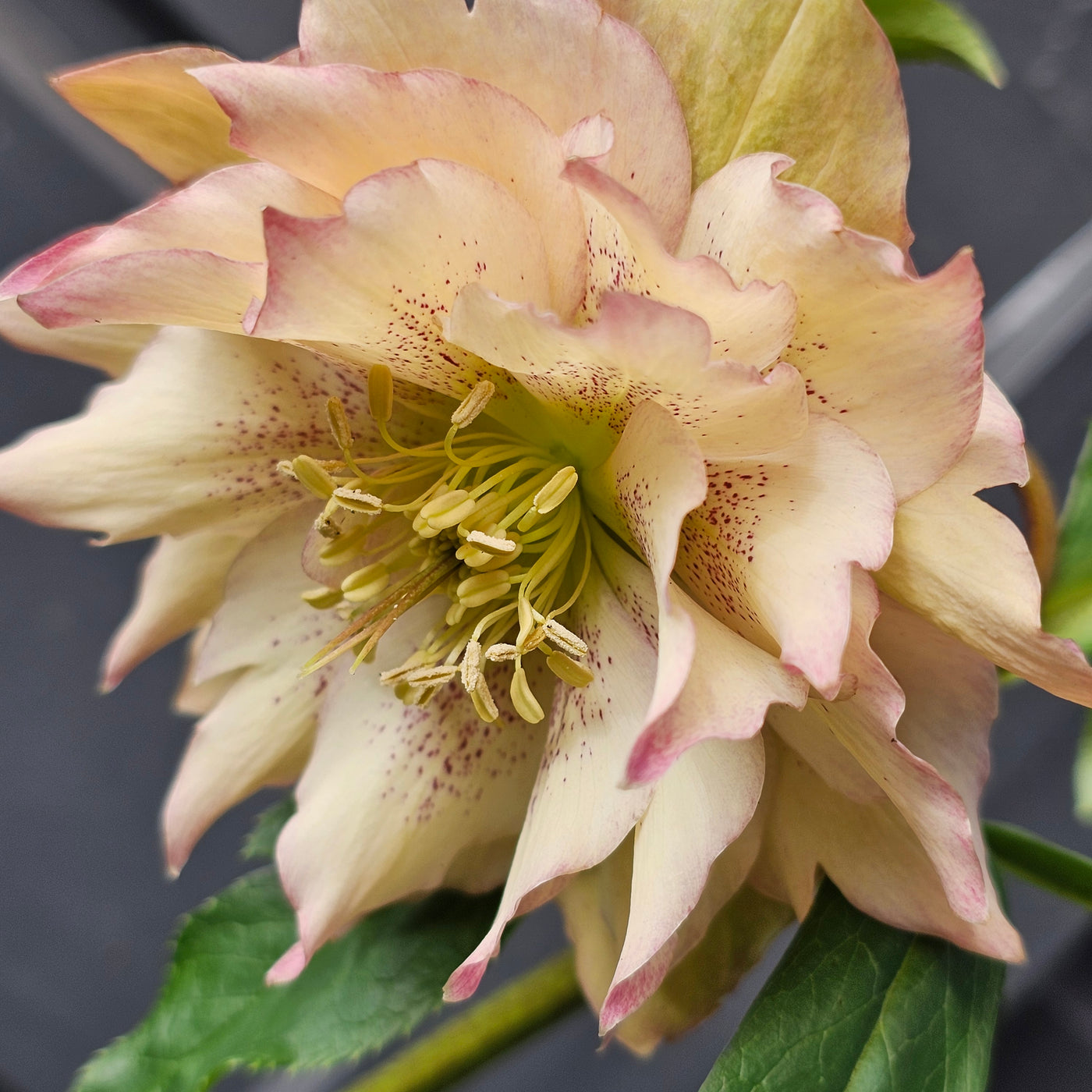 Helleborus x hybridus | Double Hybrid | Apricot