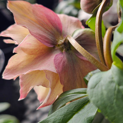 Helleborus x hybridus | Double Hybrid | Apricot