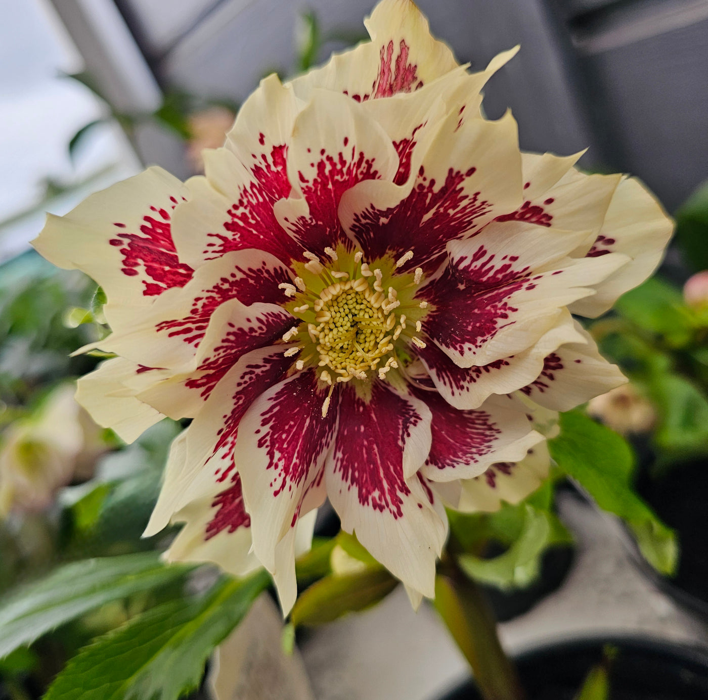 Helleborus x hybridus | Double Hybrid | Spotted Yellow
