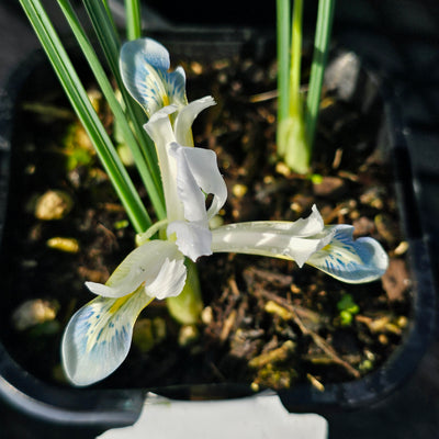 Miniature Iris reticulata | Frozen Planet
