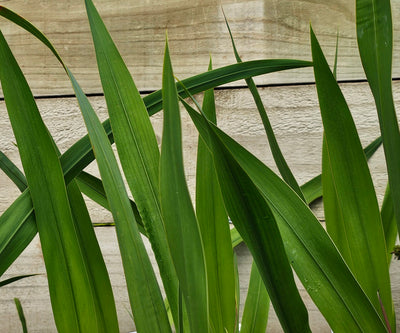 Watsonia borbonica | White