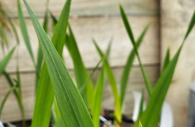 Watsonia borbonica | Salmon Pink