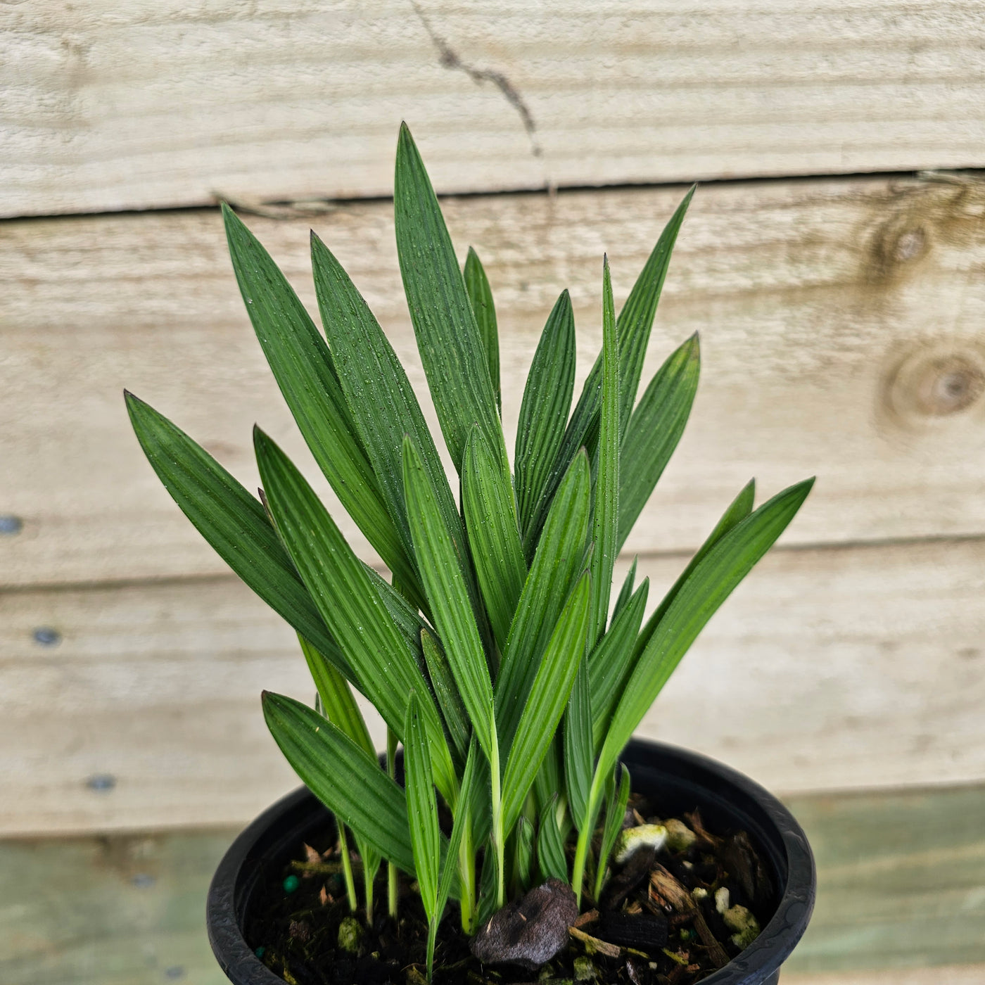 Babiana stricta | Blue