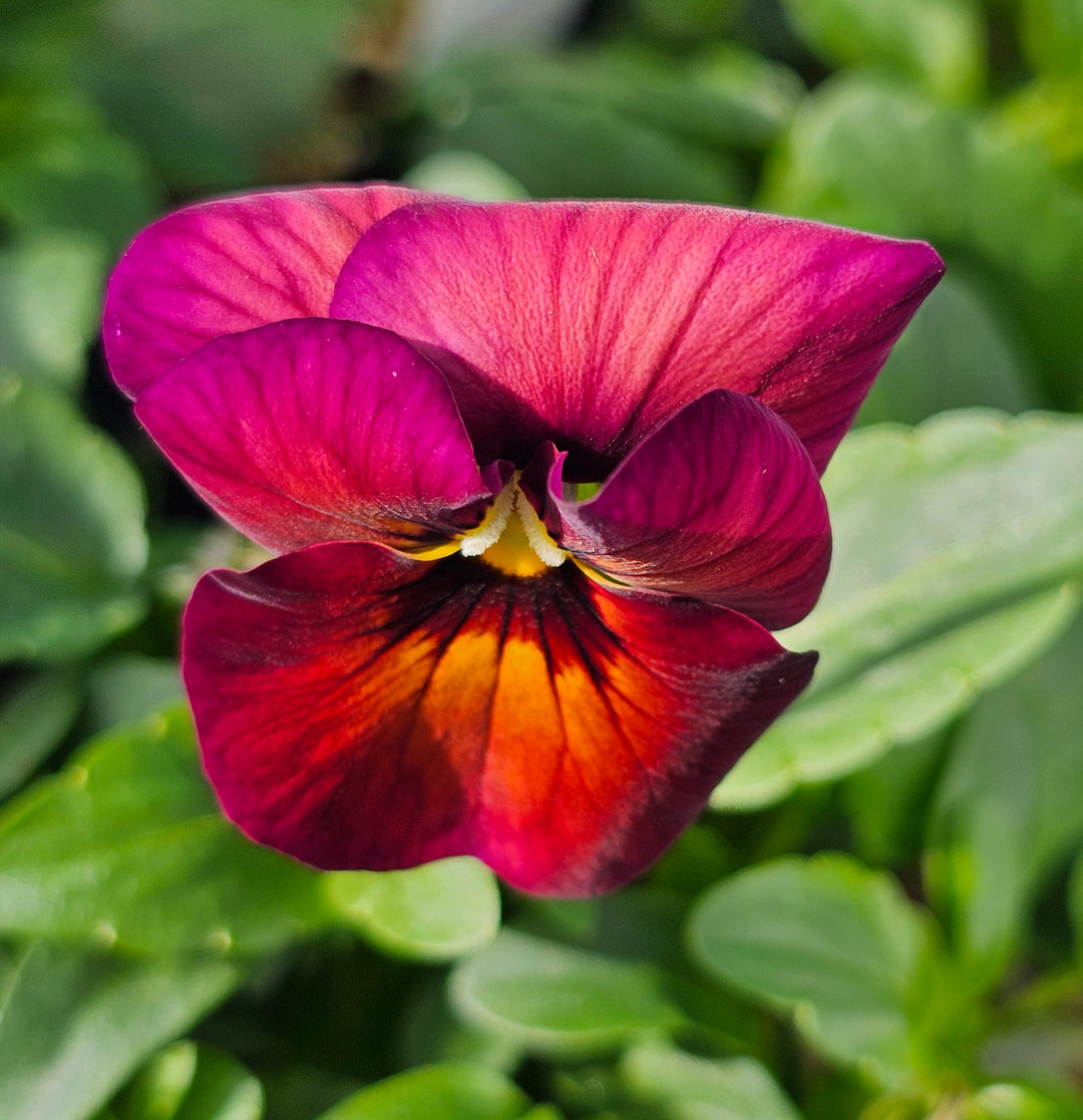 Pansy Collection – Addenbrooke