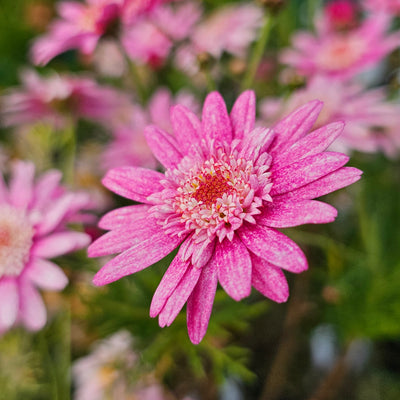 Argyranthemum | Summer Splash | Federation Daisy