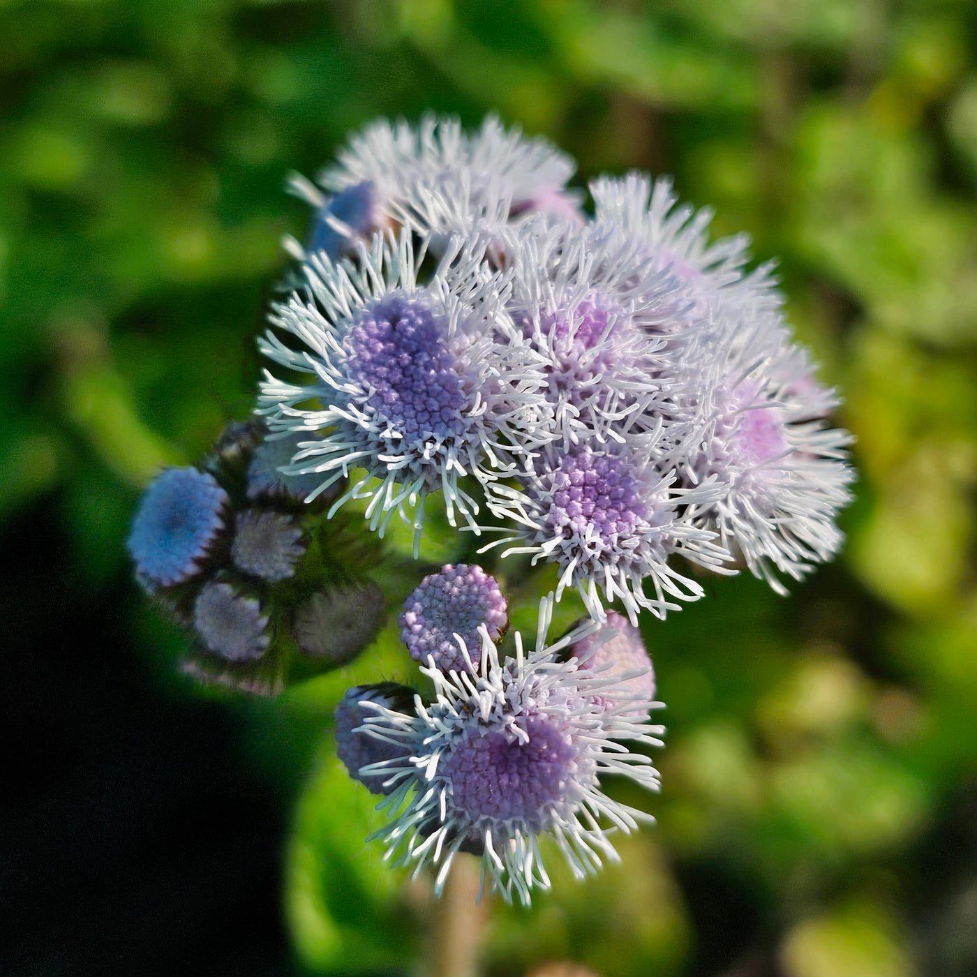 Ageratum houstonianum | Summertime Mix