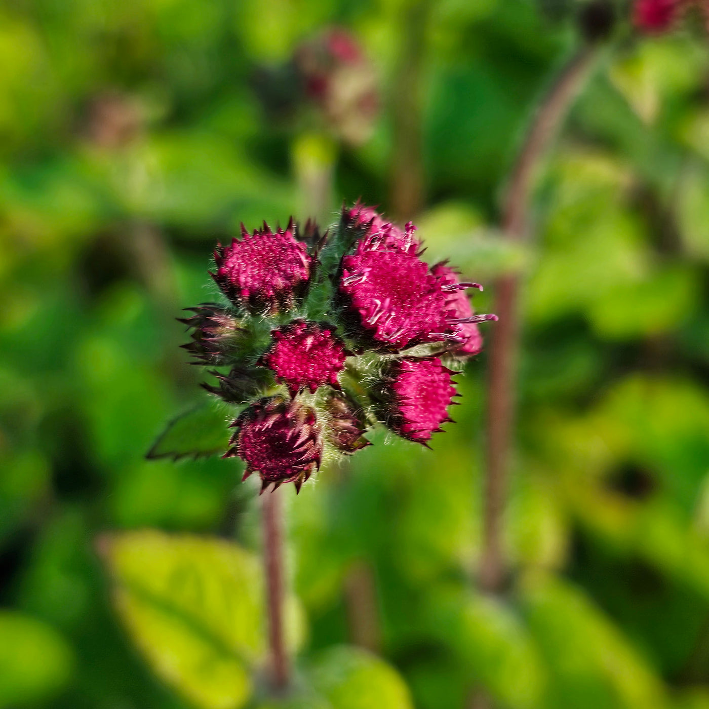 Ageratum houstonianum | Summertime Mix