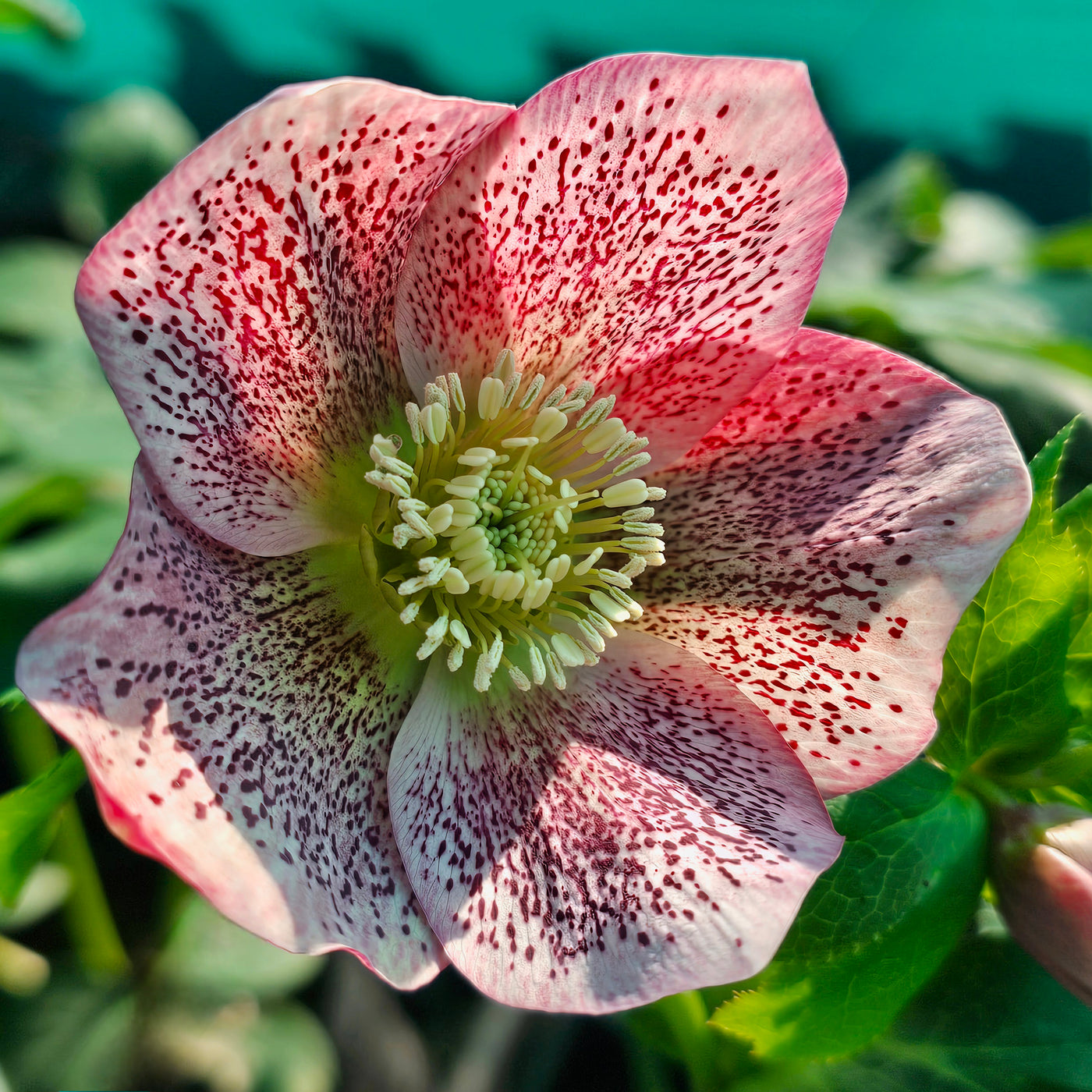 Helleborus orientalis