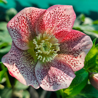 Helleborus orientalis