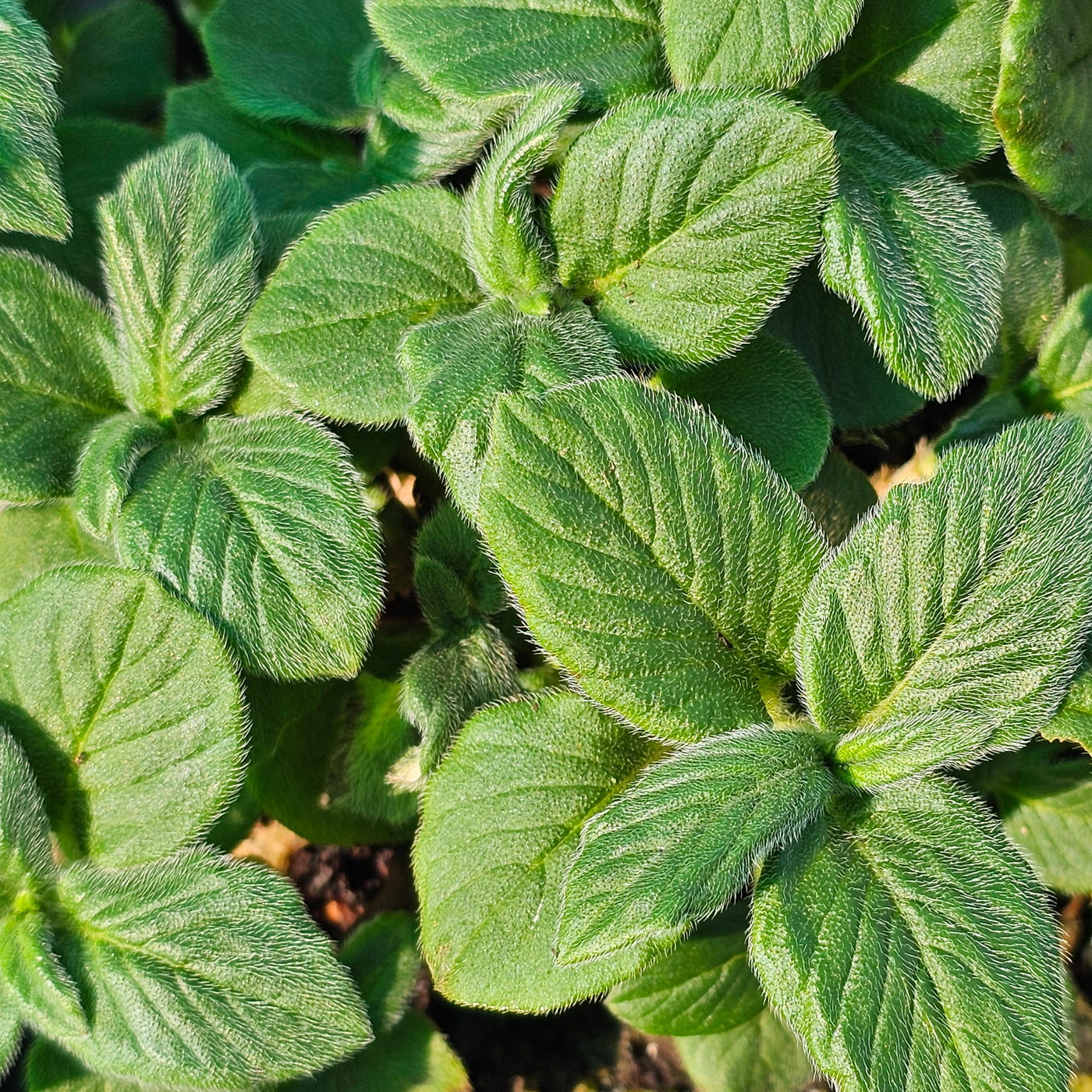 Persicaria campanulata