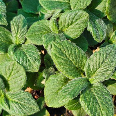 Persicaria campanulata
