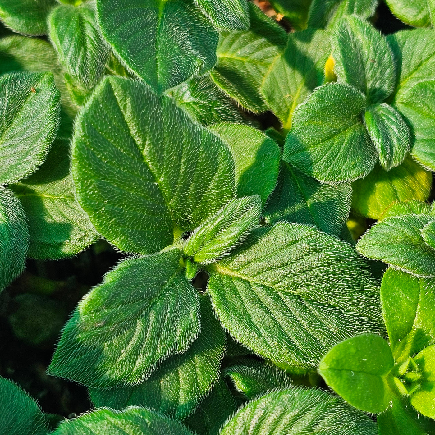 Persicaria campanulata