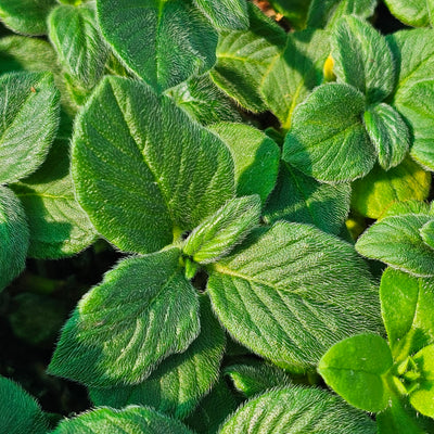 Persicaria campanulata