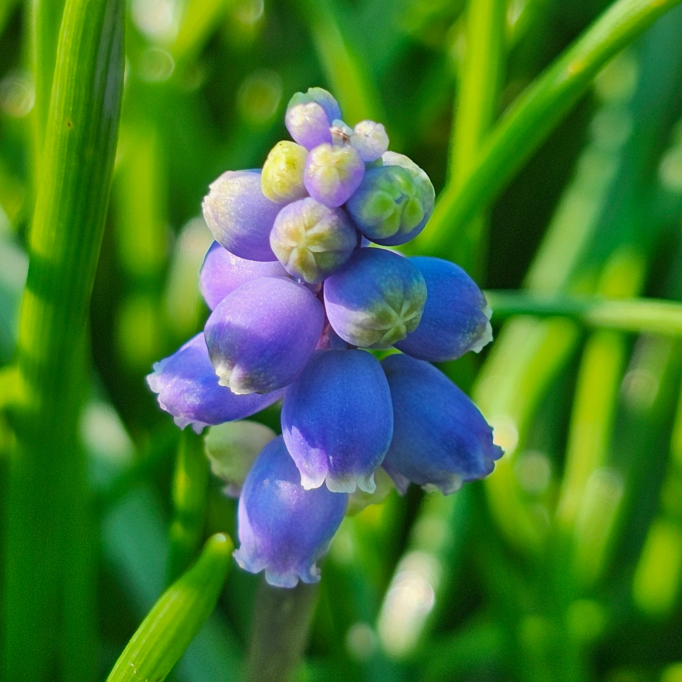 Muscari neglectum | Grape Hyacinth