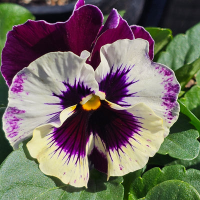 Pansy | Raspberry Mix